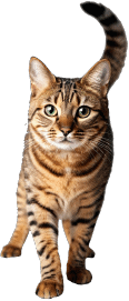 Cat walking