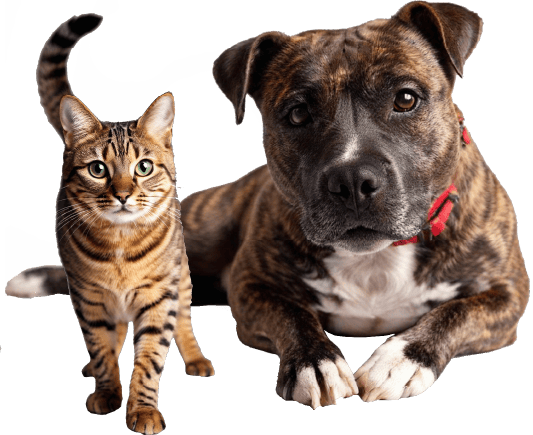 Pit bull with cat