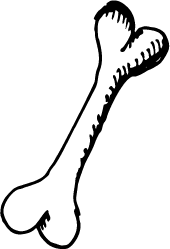 bone