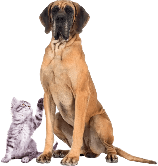 dog-kitten