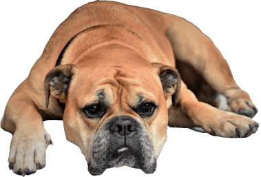 dog-lazy
