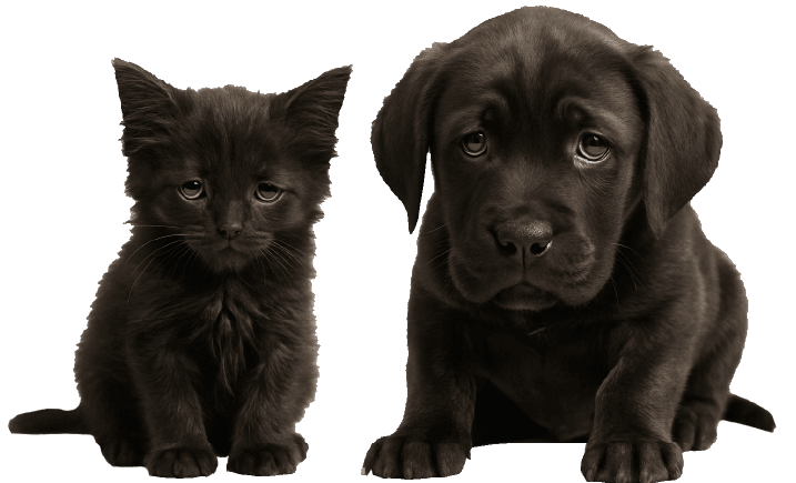 sad-puppy-kitten
