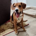 Happy dog sitting indoors on a rug.