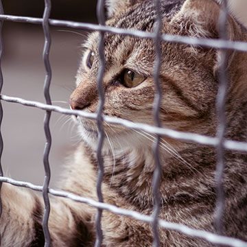 kennel-sponsorship